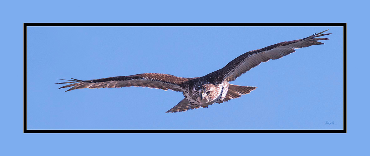 Red-tailed Hawk